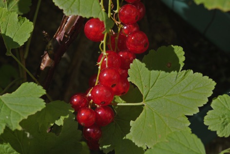 Ribes rosso